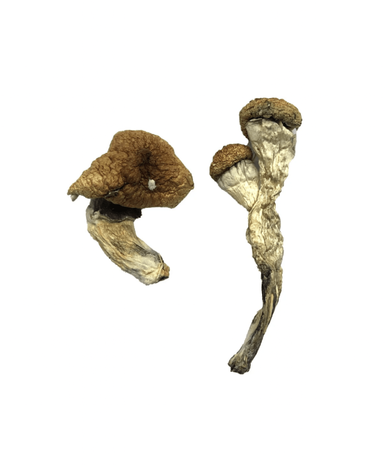 How to Make Shroom Tea: Recipe, Dosage and Tips
